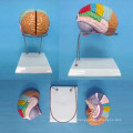 Human Skull Brain Labeled Anatomic Model for Medical Demonstration (R050107)